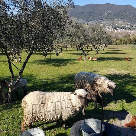 Studio En Campagne Dans Une Ferme Bio Apartman Nyons Kültér fotó